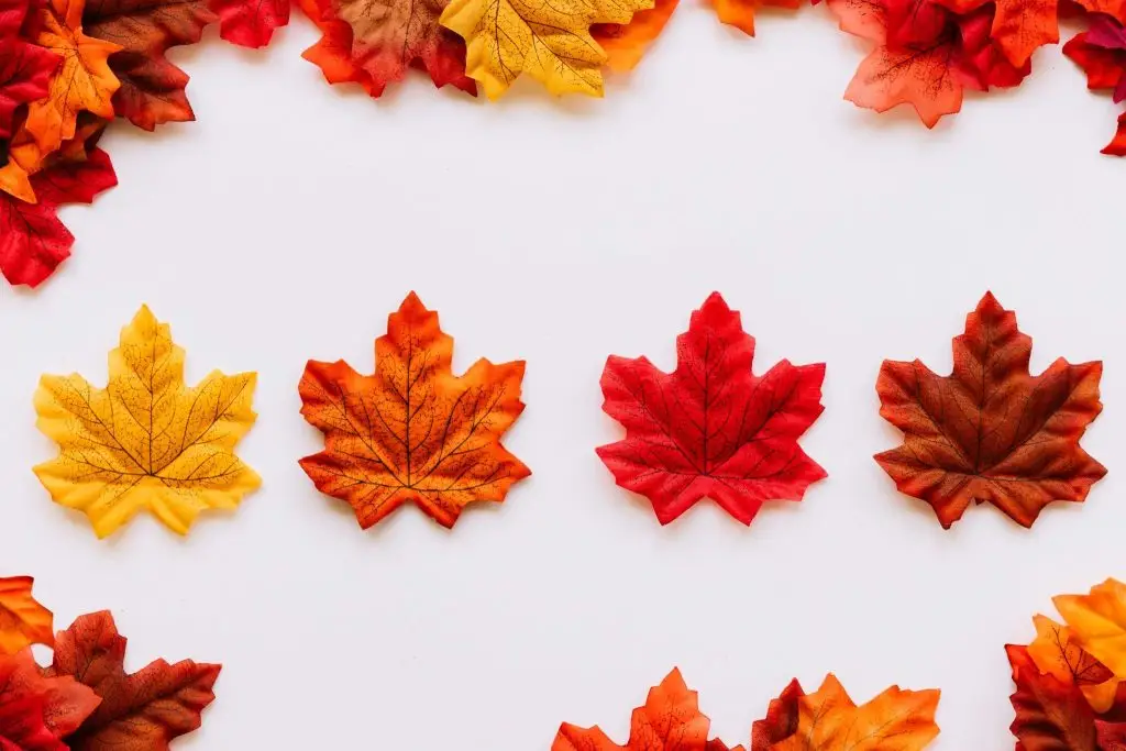 autumn leaves in a row